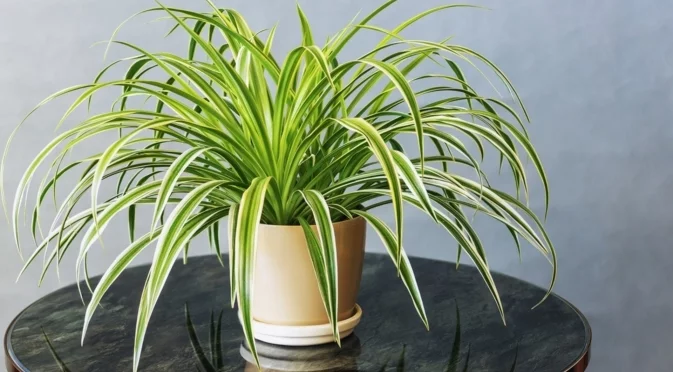 Най-добрата тор за паяковото растение