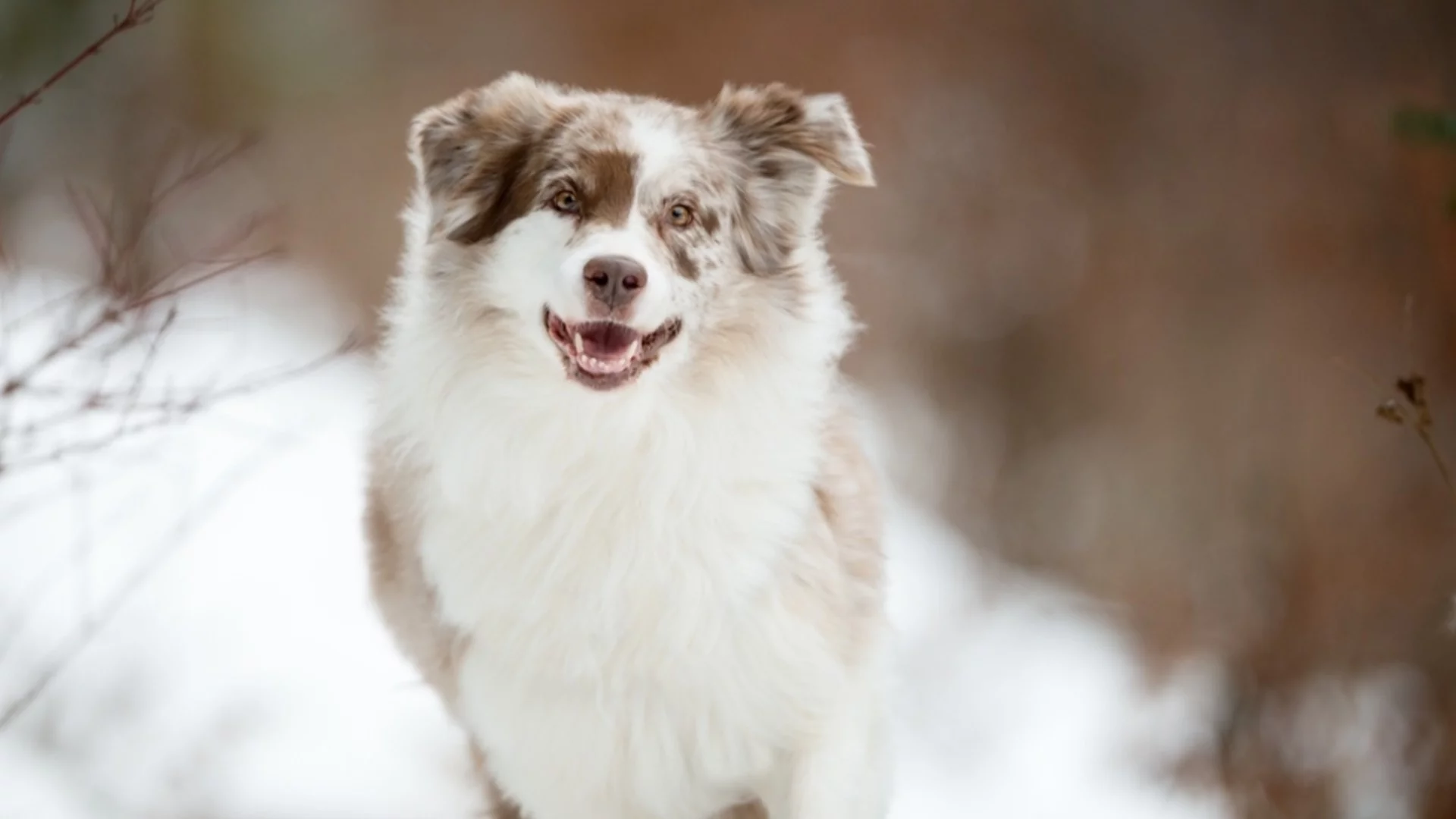 В очакване на циклони. Времето утре - 27 януари 2026 г. 