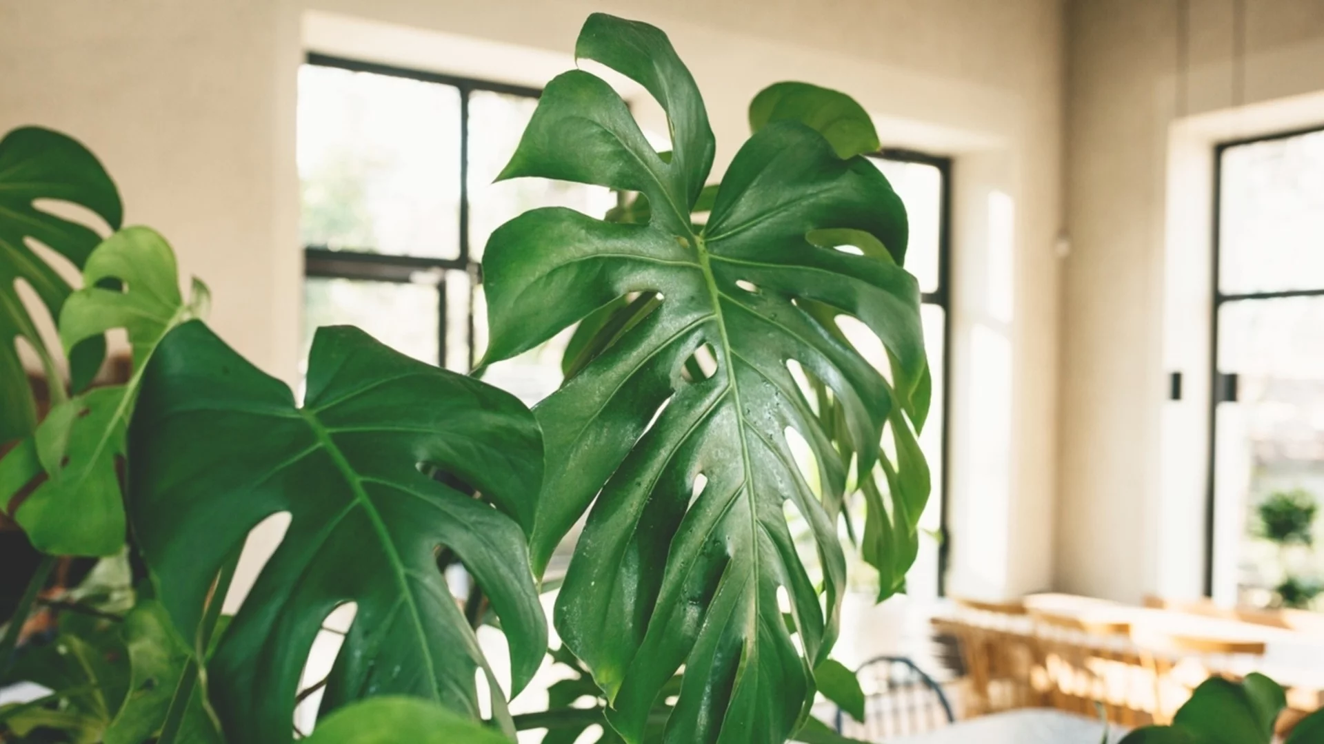 Модерни стайни растения с големи листа
