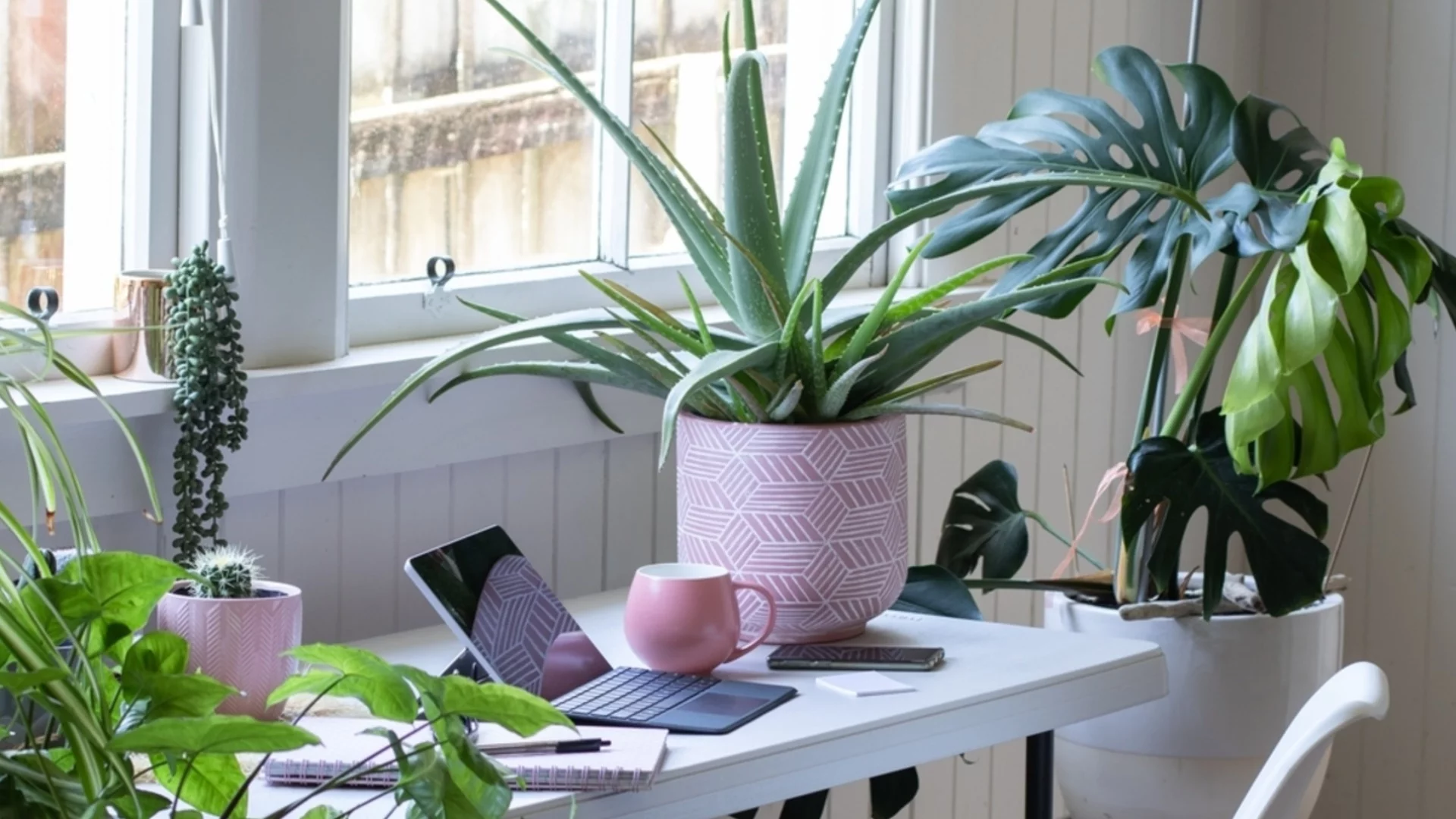 Популярни стайни растения, които всъщност са токсични за кучетата  