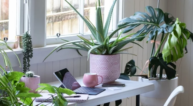 Популярни стайни растения, които всъщност са токсични за кучетата  