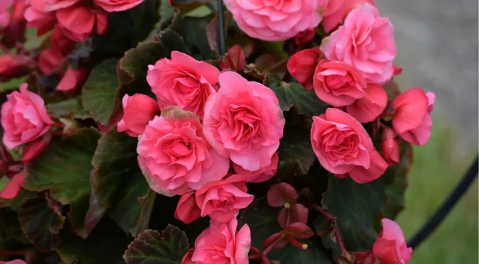 Как правилно да размножите бегонии