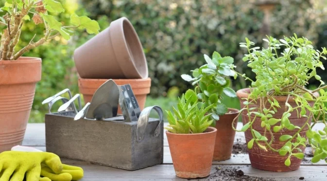 Саксии срещу кашпи: Каква е разликата и коя ви е необходима?