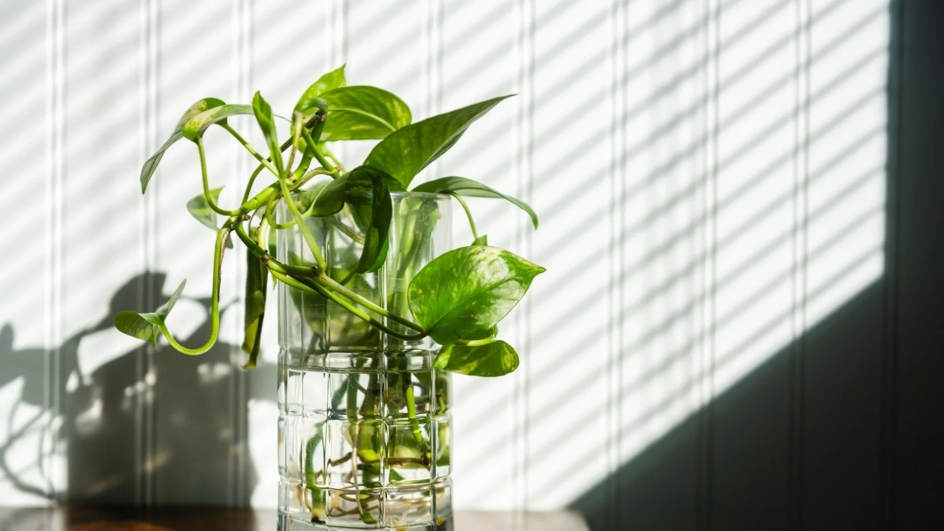 Трик, който кара резниците от Потос да се вкореняват за половината време