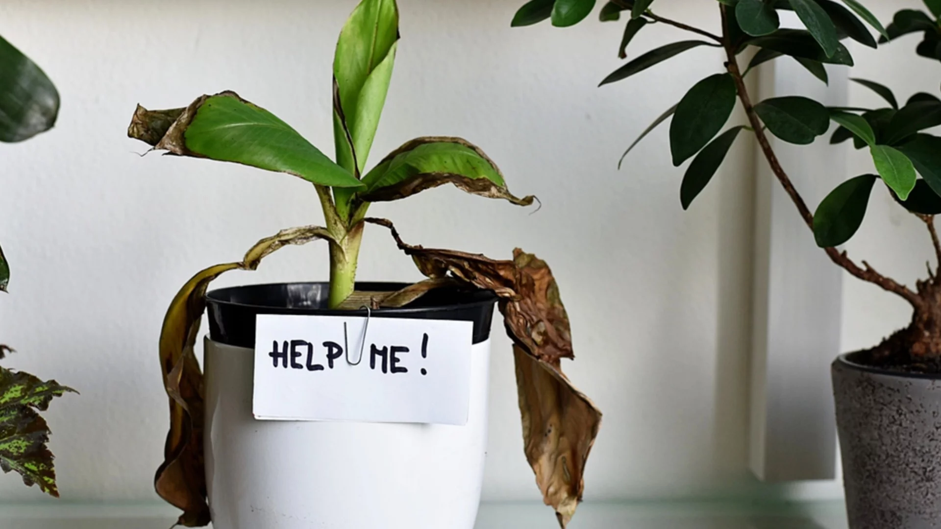 Причини за пожълтяване на листата на стайните растения и как да ги спасим