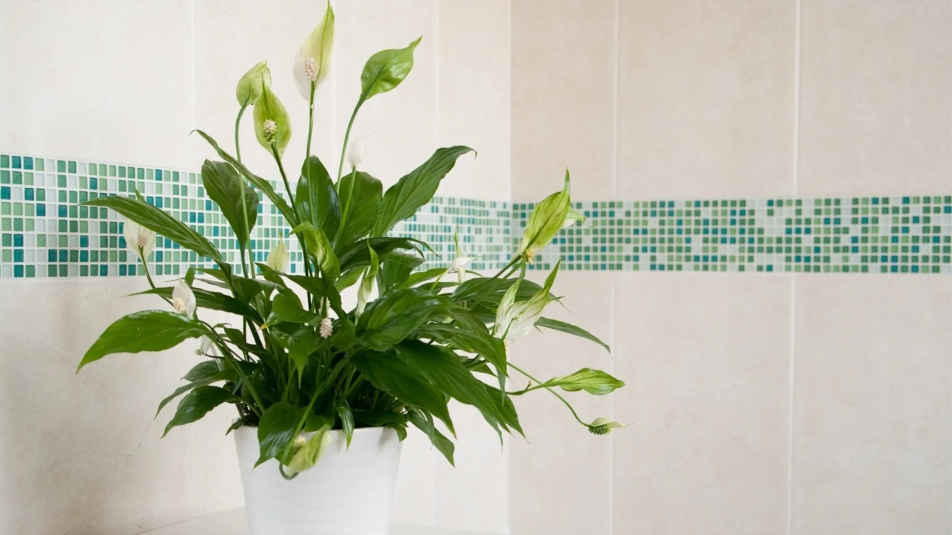 Трикове за отглеждане на голяма и висока лилия на мира