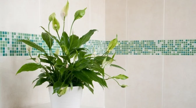 Трикове за отглеждане на голяма и висока лилия на мира