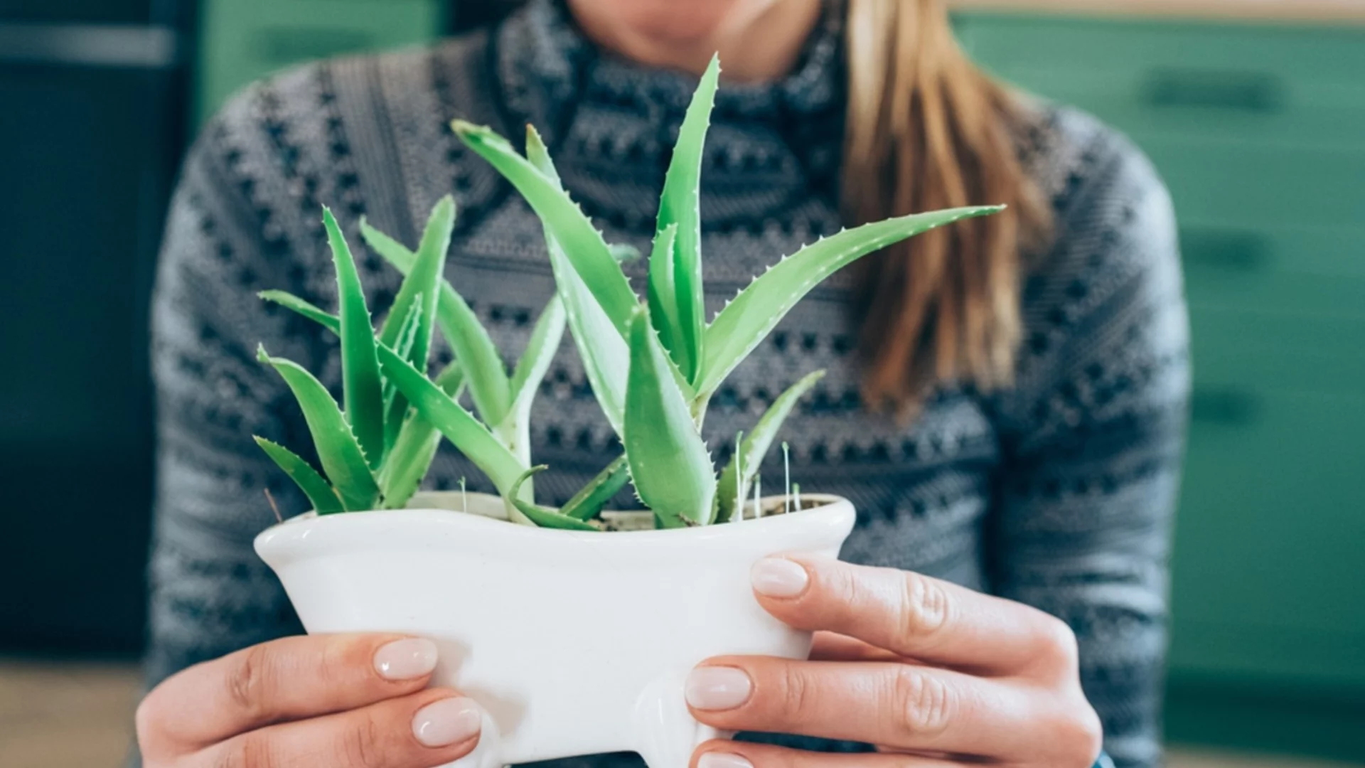 Лесно ръководство за отглеждане на алое на закрито и на открито