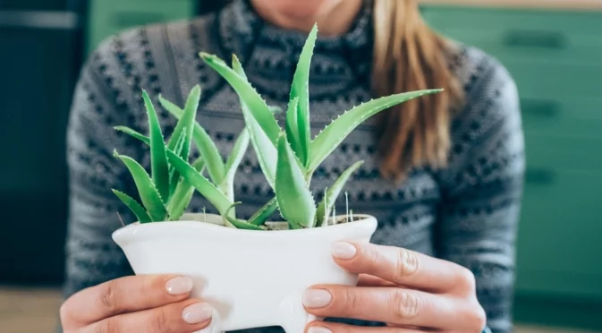 Лесно ръководство за отглеждане на алое на закрито и на открито