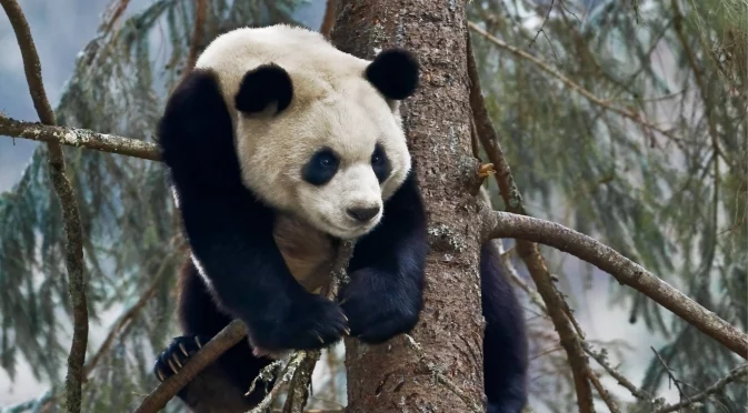 Япония се сбогува с последните си панди: Емоционално ВИДЕО