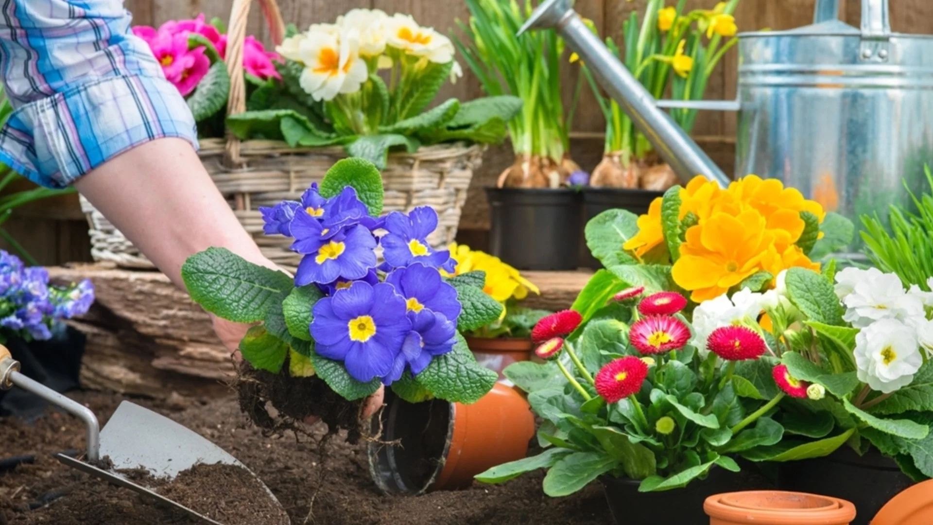 Кога да засаждаме едногодишни цветя след последната слана