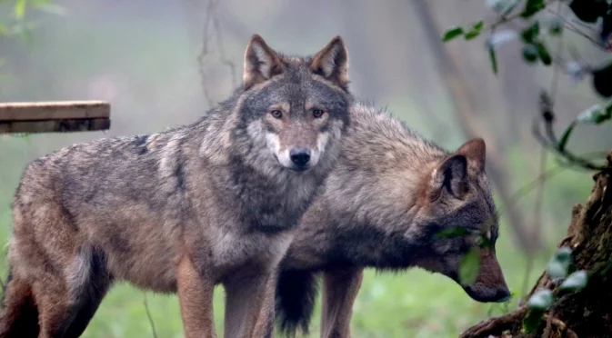 Глутница вълци приближава Солун
