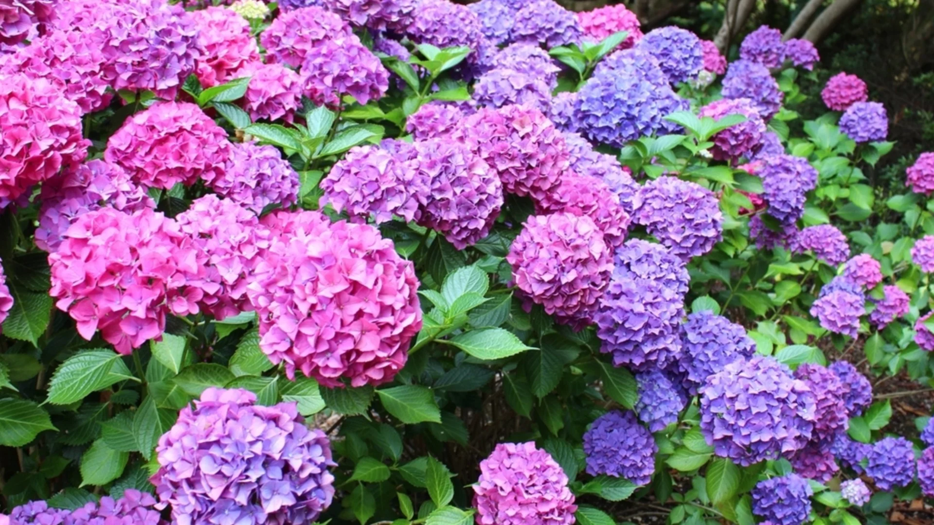 Грешки, които правите, когато засаждате хортензии