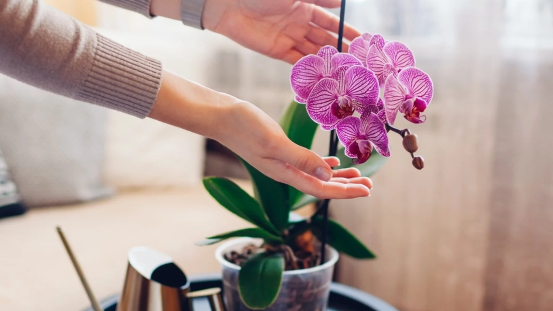 Орхидеята увяхва бързо: Как да я съживите?