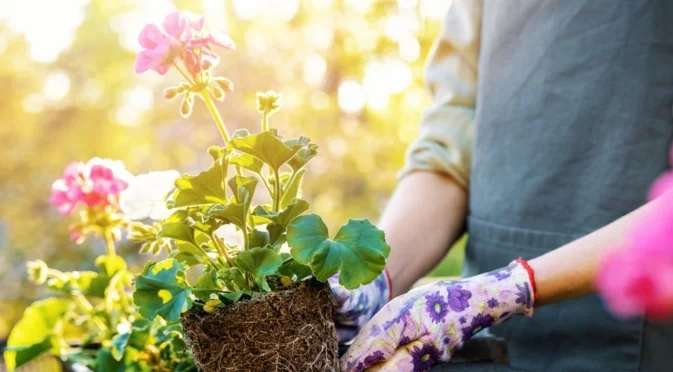 Малко известен начин за вкореняване на резници от мушкато - ще имате пищна реколта през пролетта