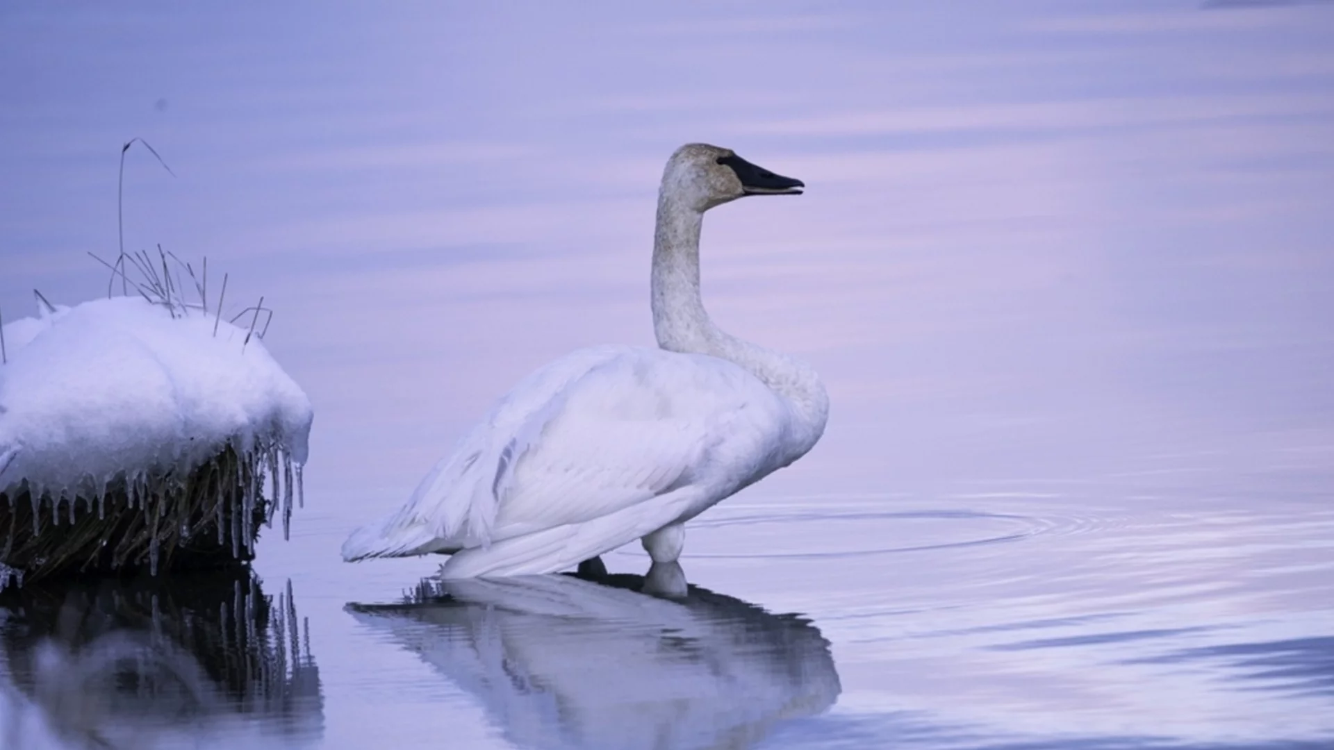 "Не ги докосвайте": Мъртви лебеди притесниха властите в Хърватия