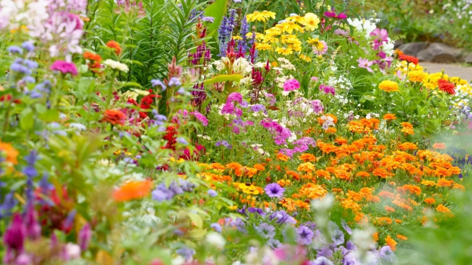 Как да накараме едногодишните растения да се връщат година след година 