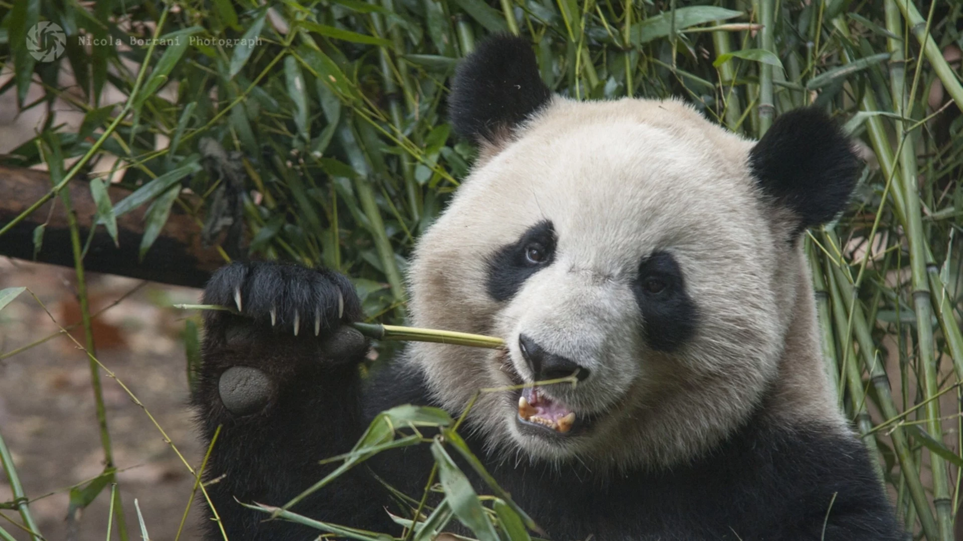 Пандите близнаци от Япония бяха посрещнати в Китай (СНИМКИ)