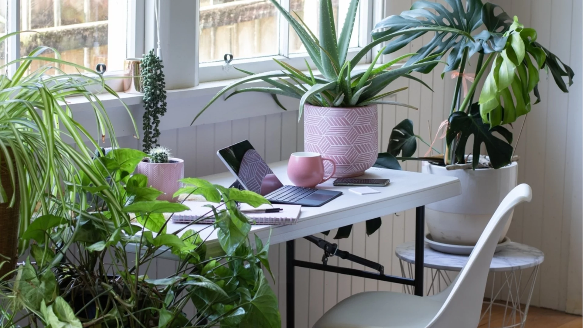 Най-добрите целогодишни стайни растения