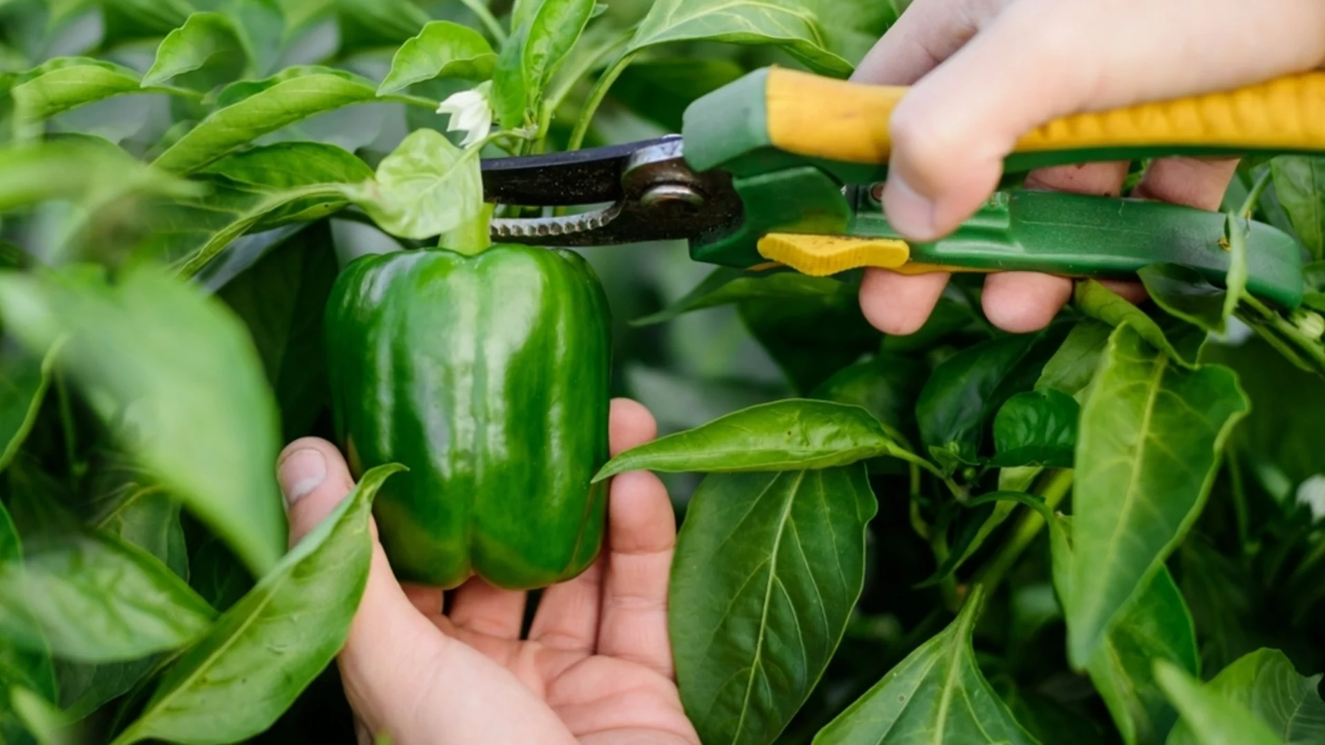 Как да подрежете чушките през януари