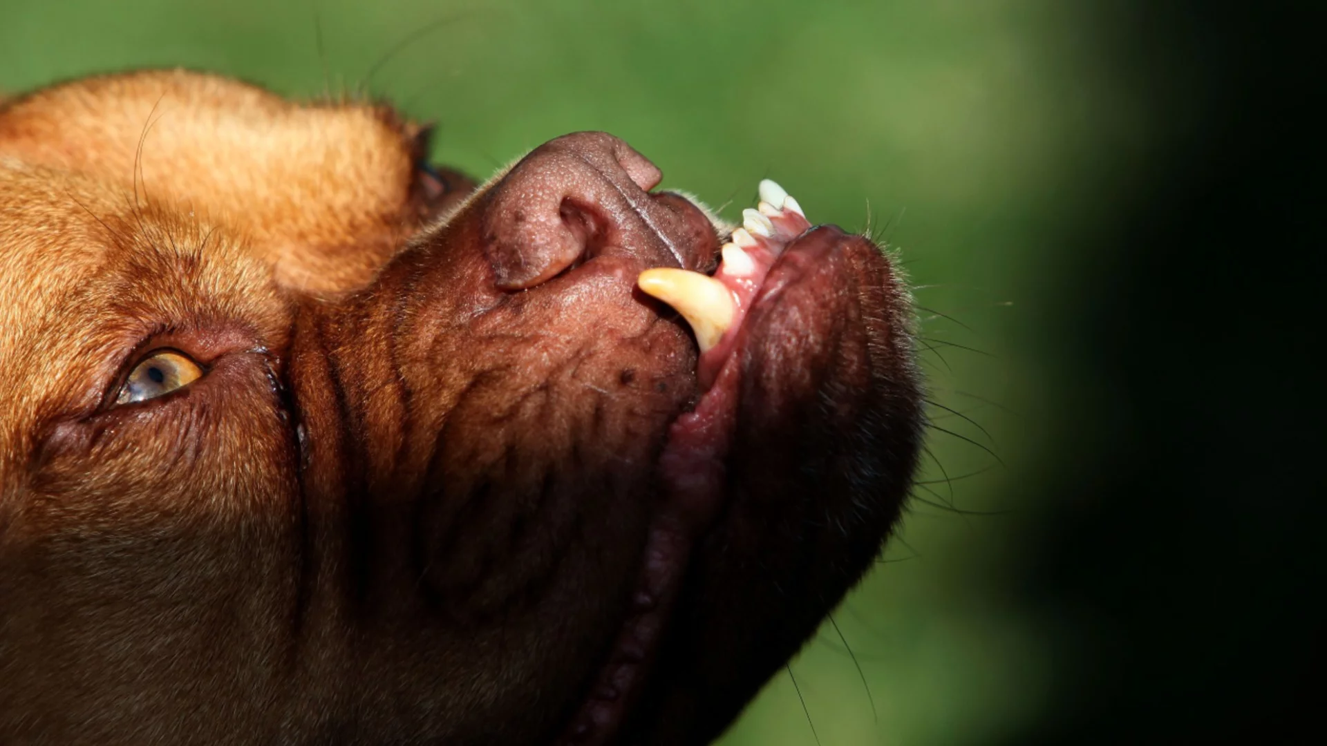 Домашно куче нахапа жена