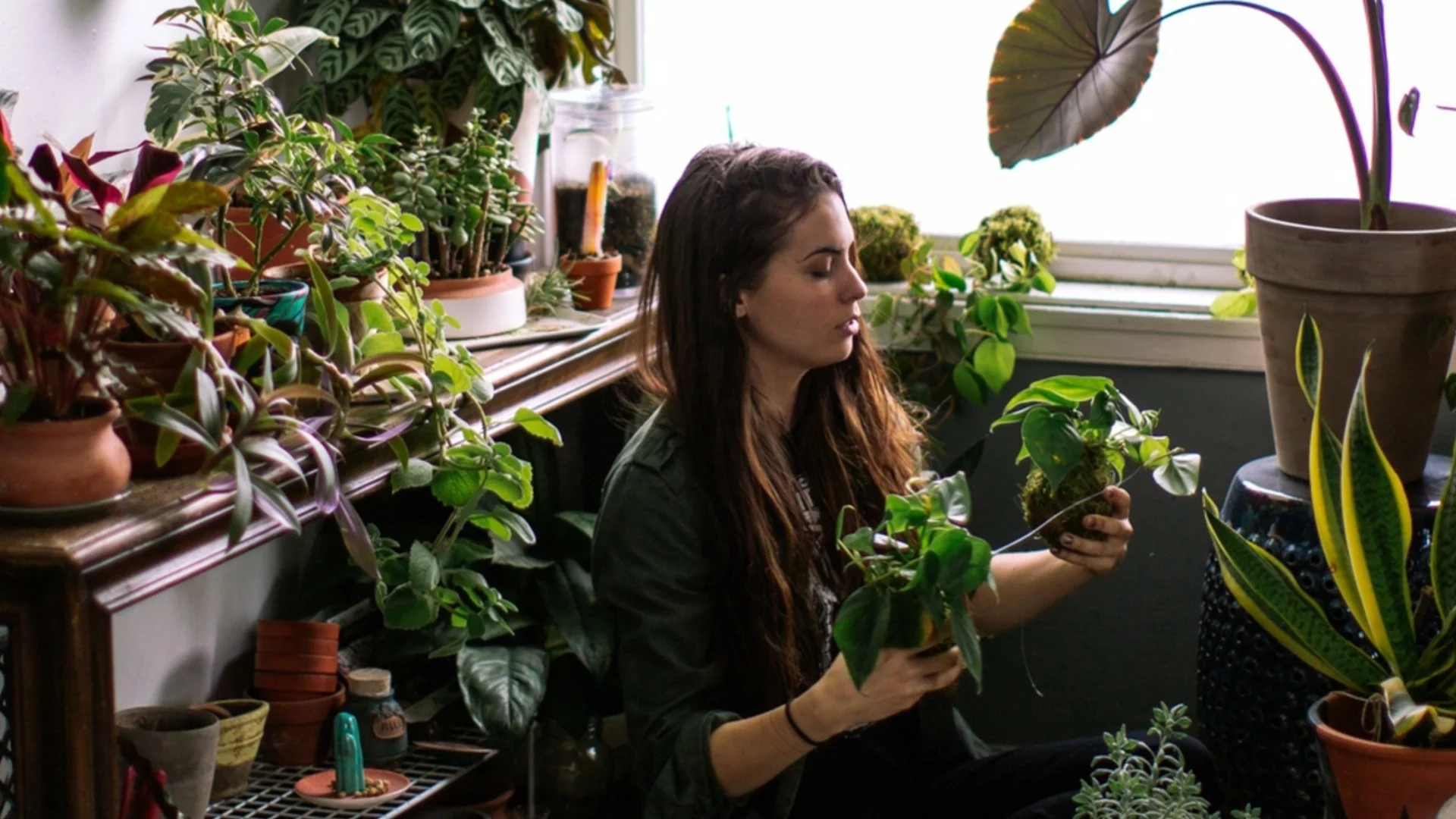 Как да помогнем на стайните растения да преживеят зимата