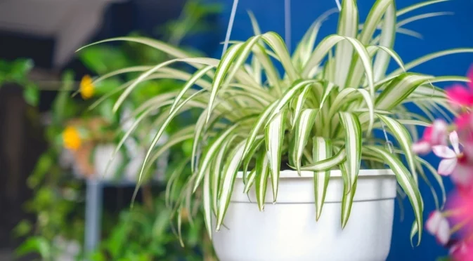 Красиви стайни растения за мързеливи градинари
