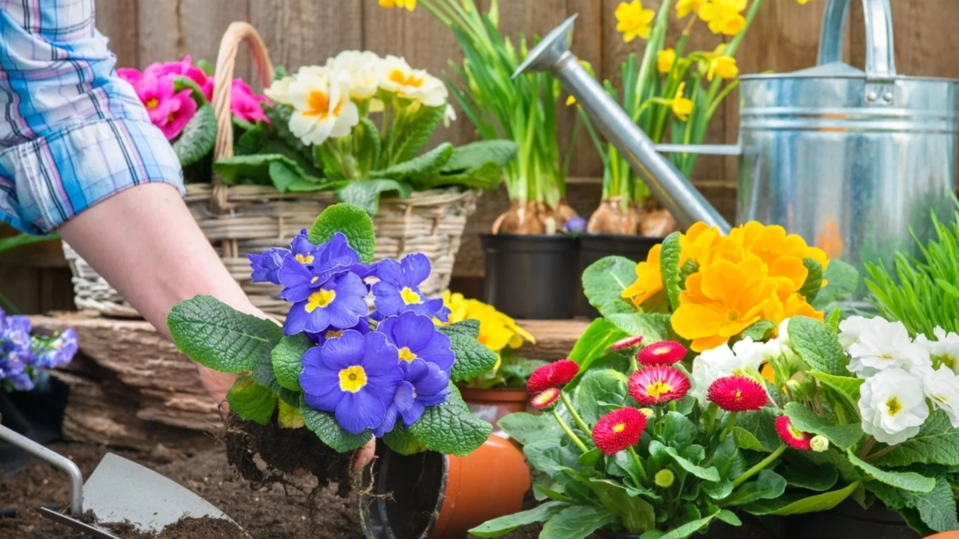 Каква е истинската разлика между многогодишни и едногодишни растения