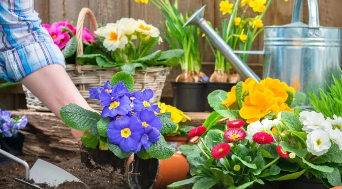 Каква е истинската разлика между многогодишни и едногодишни растения