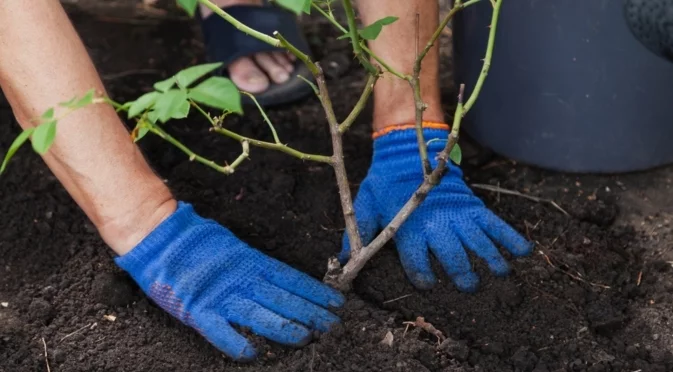 Размножаване на рози с резници: Кога и как се прави