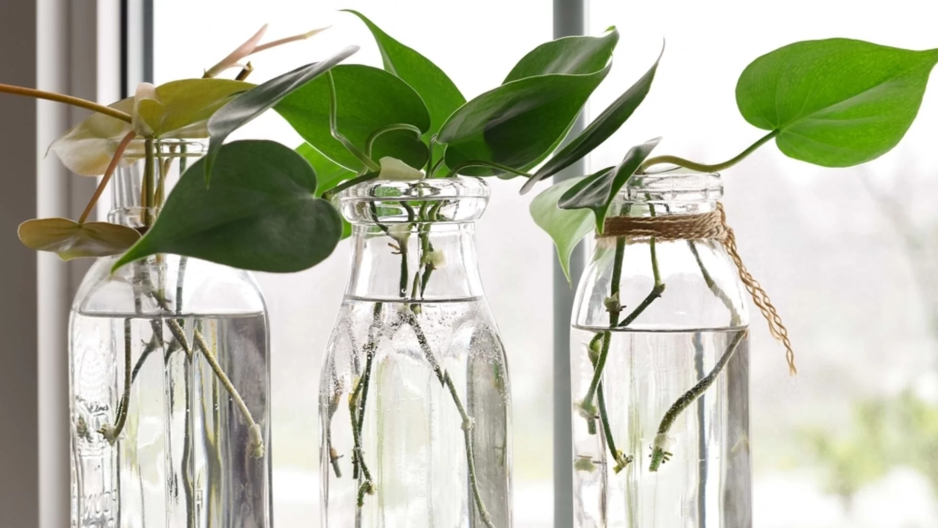 Как правилно да вземете резник от стайните растения