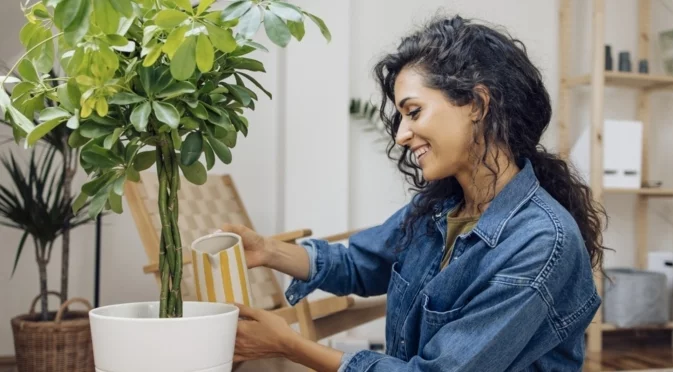 5 сигурни признака за преполивате растенията си