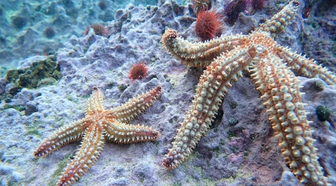 Как го правят морските звезди: Нямат мозък, но могат да контролират стотици крачета