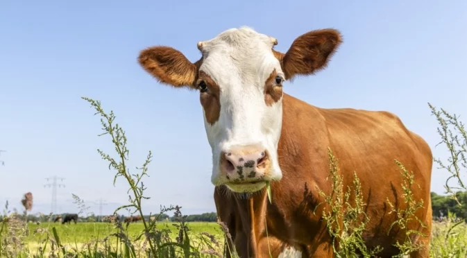 Интелигентност без граници: Домашна крава разтърси науката (ВИДЕО)