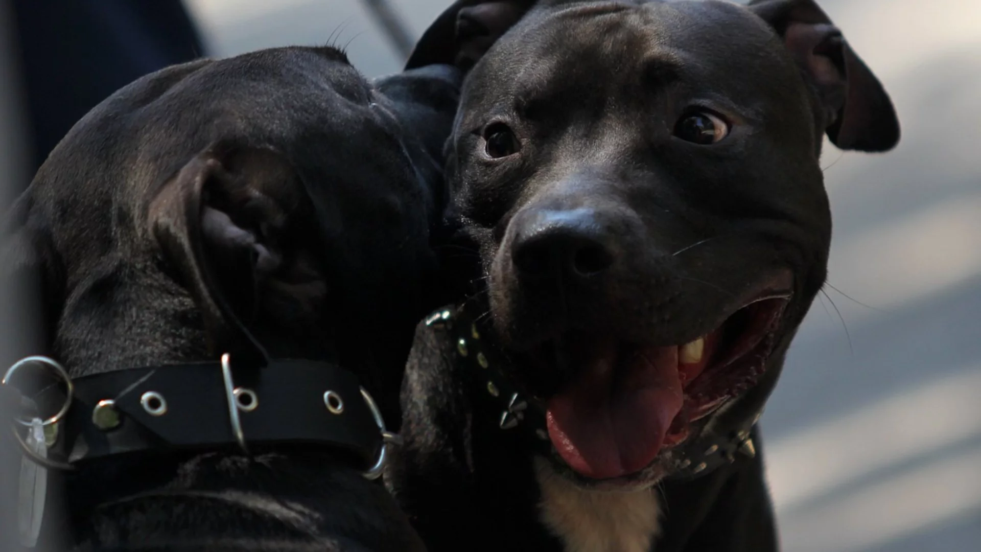 Полицията в Румъния стреля по агресивни кучета (ВИДЕО)