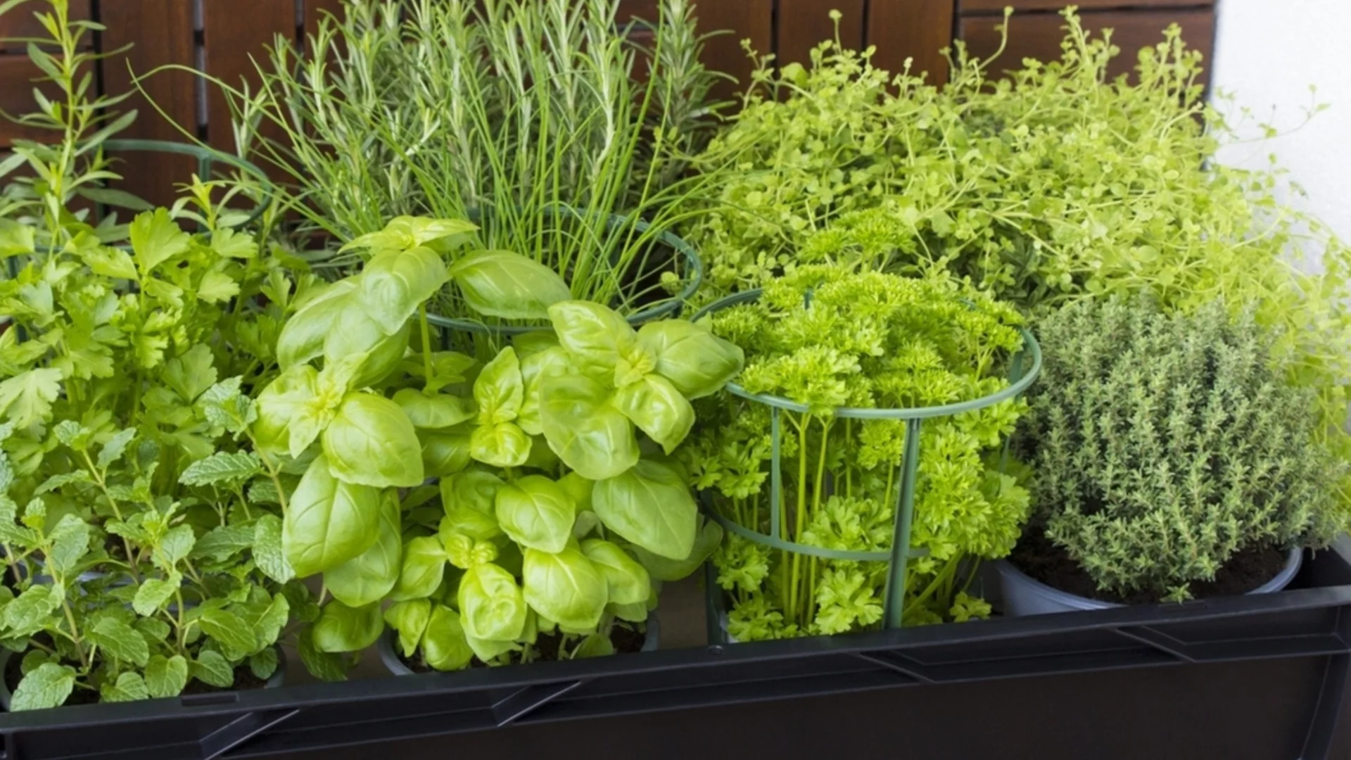 Как да се отървете от от вредителите по билките