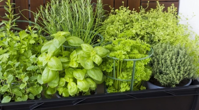 Как да се отървете от от вредителите по билките