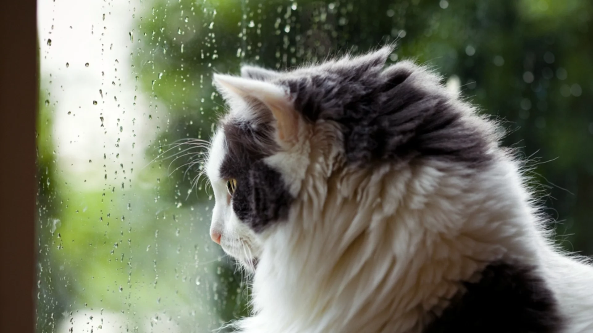 Отново жълт код за валежи. Времето утре - 30 януари 2026 г. (КАРТА)