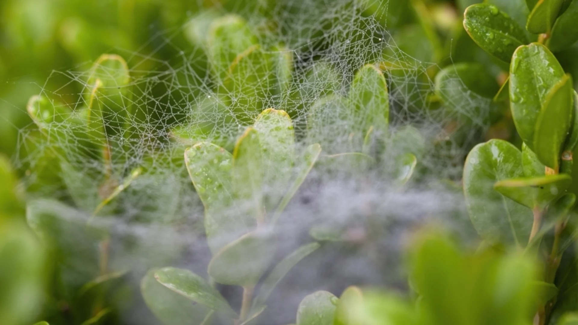 Паякообразни акари по растенията - лечение и причини