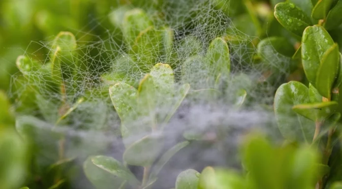 Паякообразни акари по растенията - лечение и причини