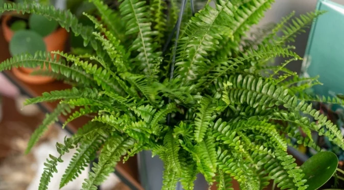 Как правилно да се грижите за стайната папрат 