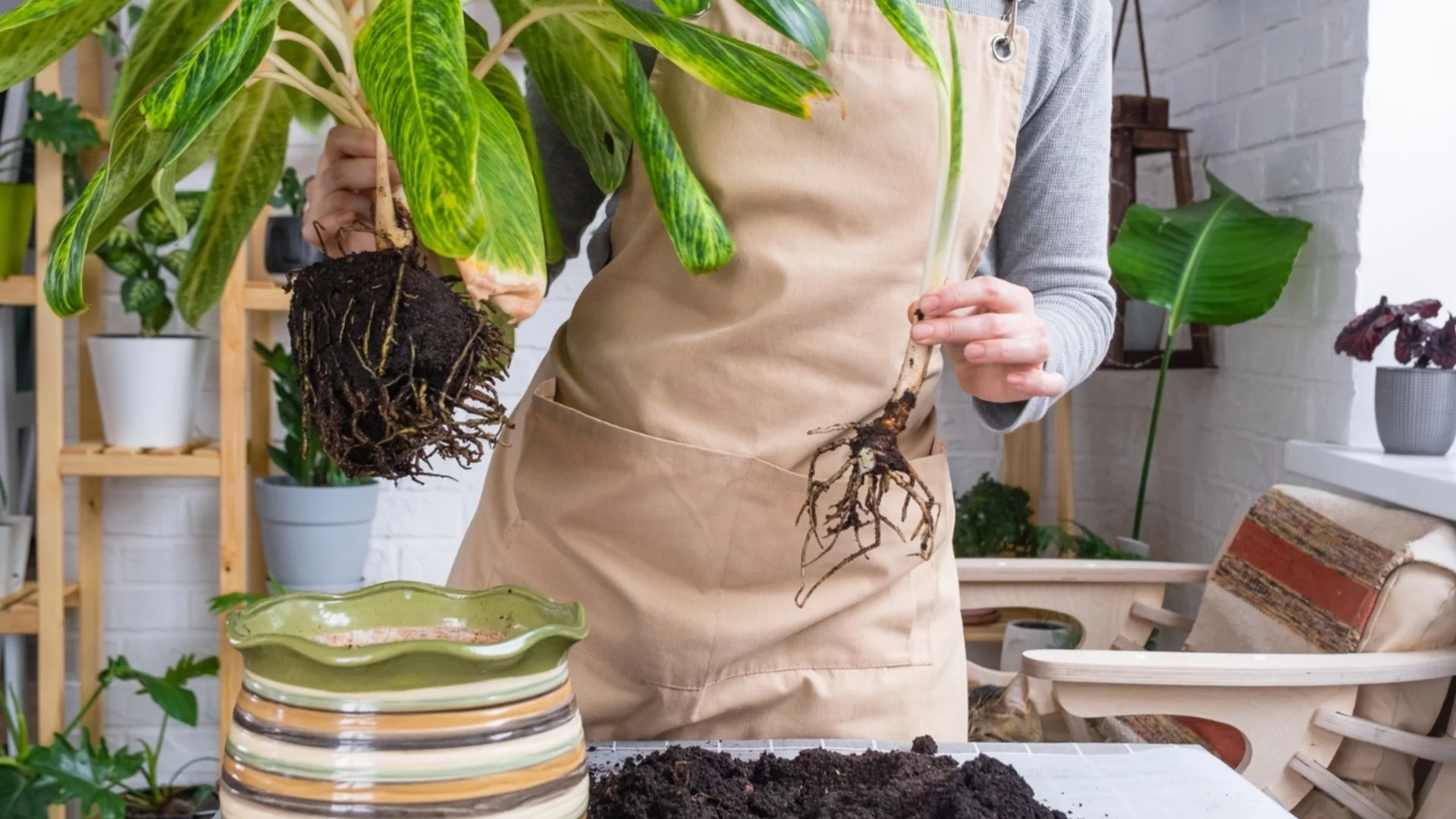 Как правилно да пресаждате растенията си