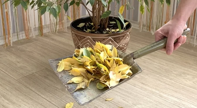 Листата на растението окапват - причини и лечение