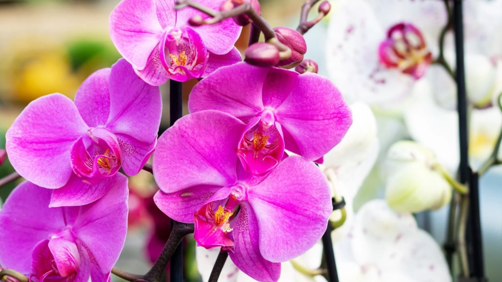 Правилна грижа за орхидеите за богат цъфтеж