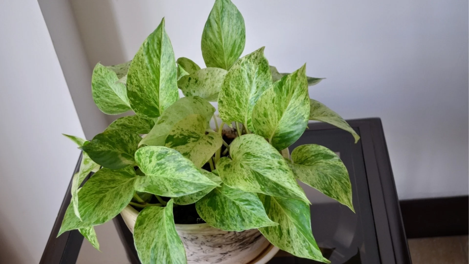 Как да наторите потос с утайка от кафе