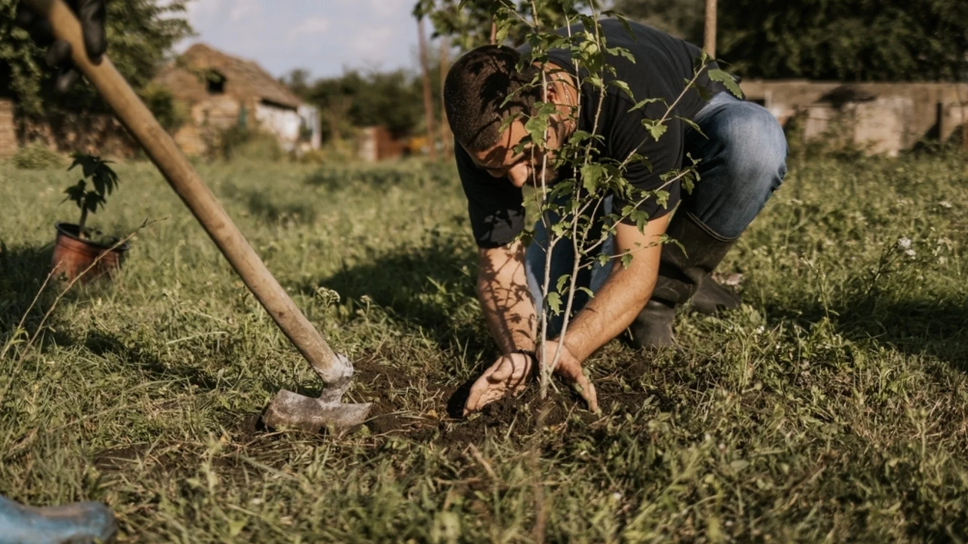 Присаждане на плодното дърво през зимата