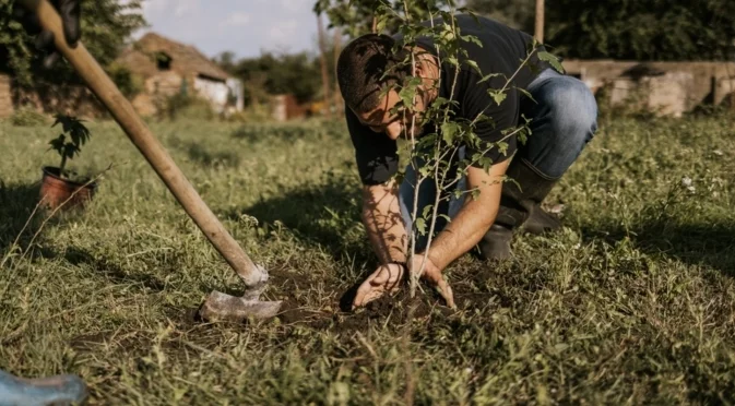 Присаждане на плодното дърво през зимата