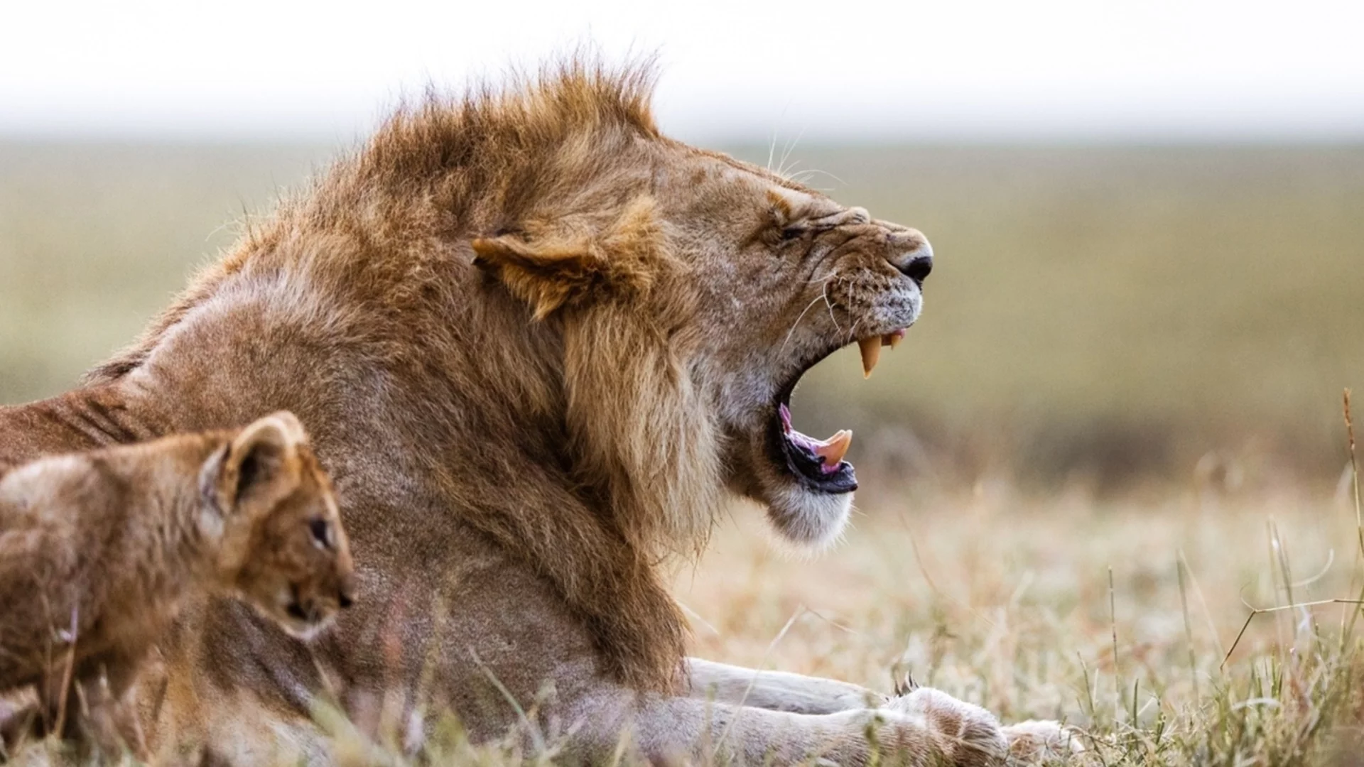 Утре Стрелец, Риби + още 2 зодии ще настъпят лъва по опашката