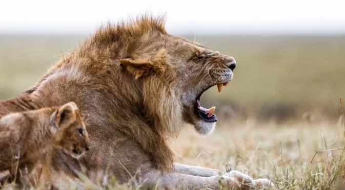 Утре Стрелец, Риби + още 2 зодии ще настъпят лъва по опашката