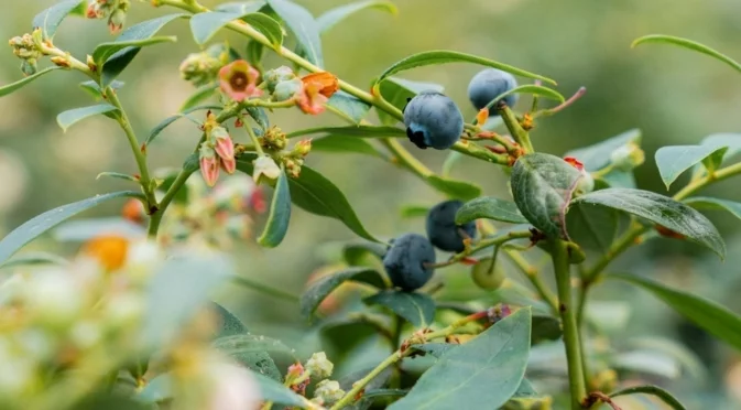 Подрежете боровинките ето така през зимата, за да берете с кошници през лятото
